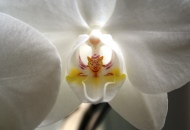 Hintergrundbild: Orchidee