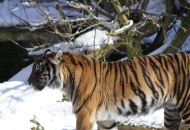 Bild Tiger