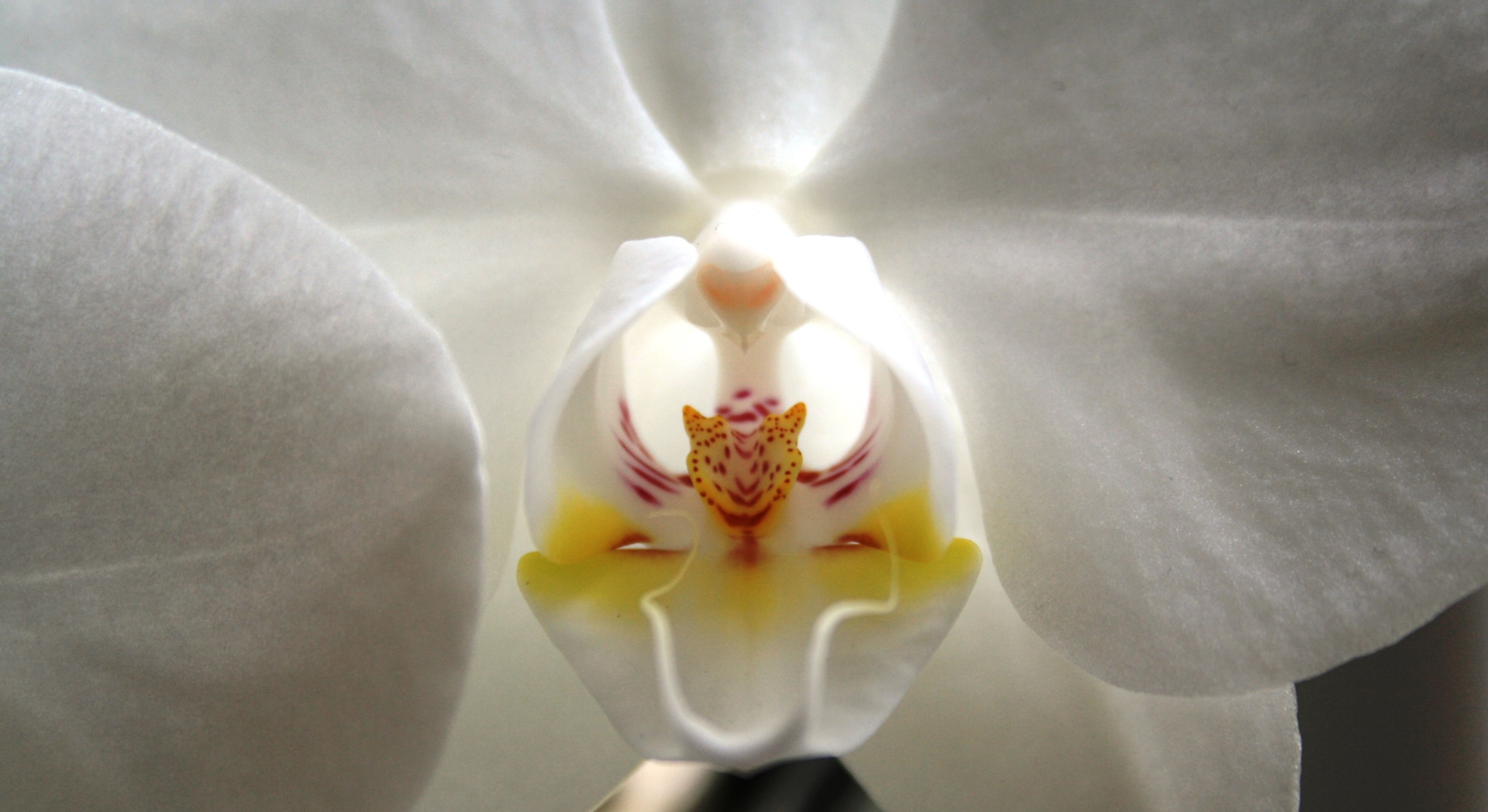 Orchideenblüte